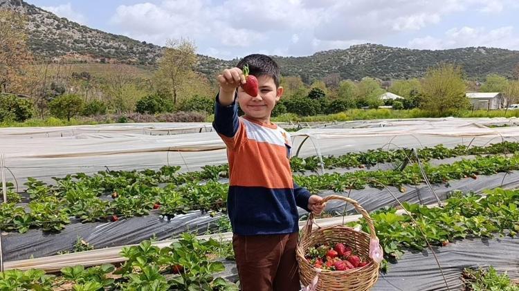 Çilekleri sakın bu şekilde yıkamayın: Saniyeler içinde bozulmasına neden oluyor