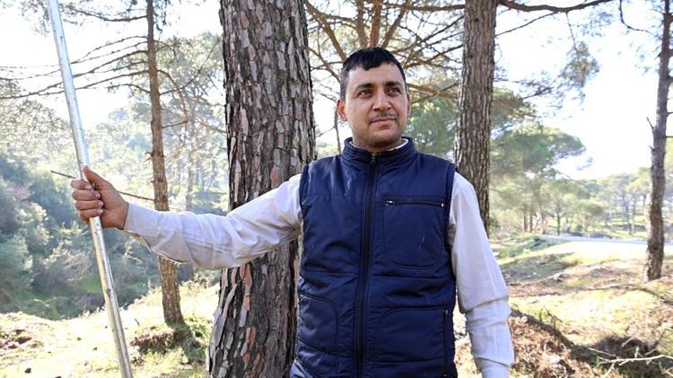 Metrelerce yüksekte zorlu hasat başladı Ekmek parası için komando gibi ağaca tırmanıyorlar