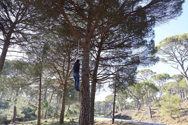 Metrelerce yüksekte zorlu hasat başladı Ekmek parası için komando gibi ağaca tırmanıyorlar