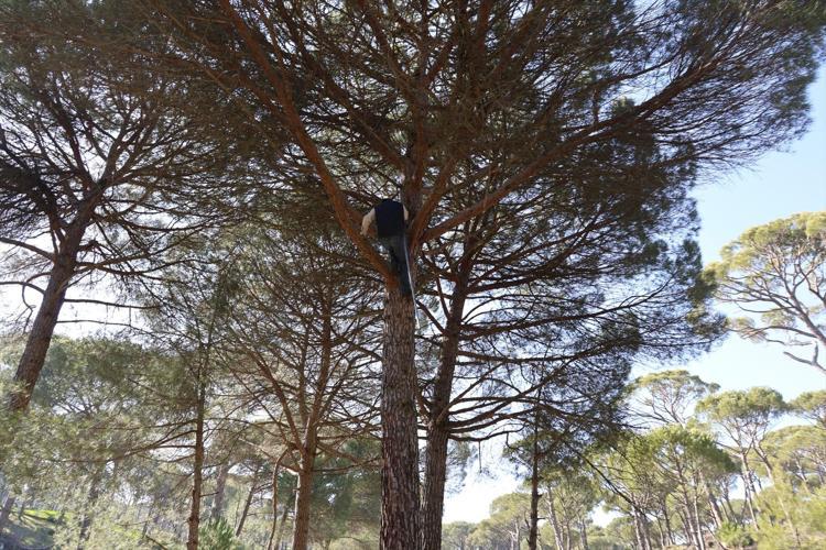 Metrelerce yüksekte zorlu hasat başladı Ekmek parası için komando gibi ağaca tırmanıyorlar