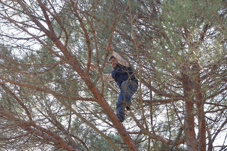 Metrelerce yüksekte zorlu hasat başladı Ekmek parası için komando gibi ağaca tırmanıyorlar