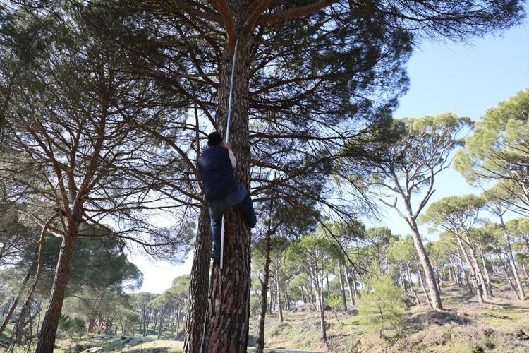 Metrelerce yüksekte zorlu hasat başladı Ekmek parası için komando gibi ağaca tırmanıyorlar