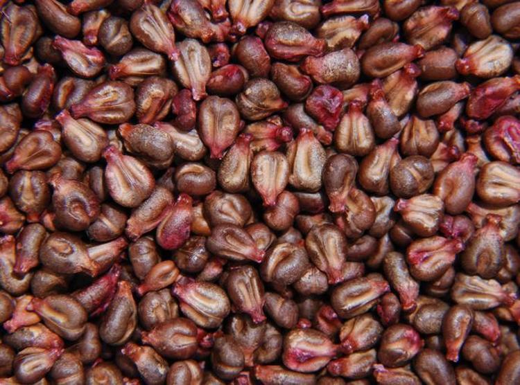 YAŞLANMA BELİRTİLERİNE KARŞI KOYAR