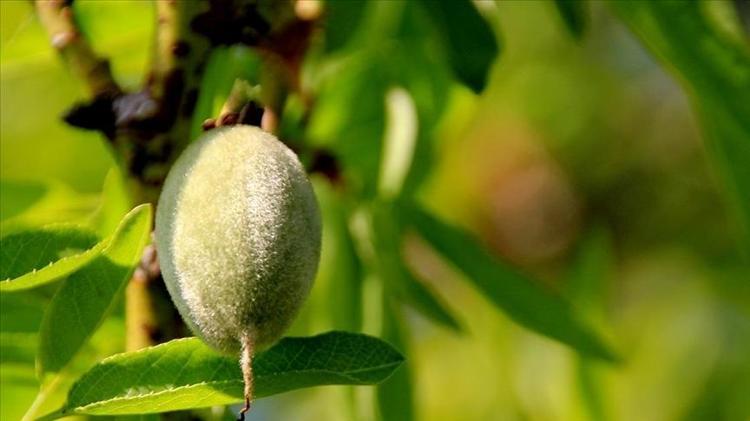 Yılın ilk hasadı başladı, kilosu 130 TL Safra kesesinde taş oluşumunu engelliyor