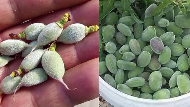 Yılın ilk hasadı başladı, kilosu 130 TL Safra kesesinde taş oluşumunu engelliyor