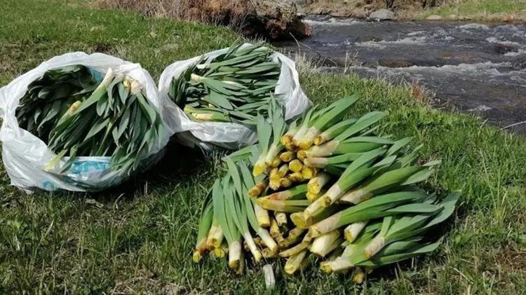 Doğada kendiliğinden yetişiyor kilogramı 300 TLden satılıyor: Toplayan paraya para demiyor