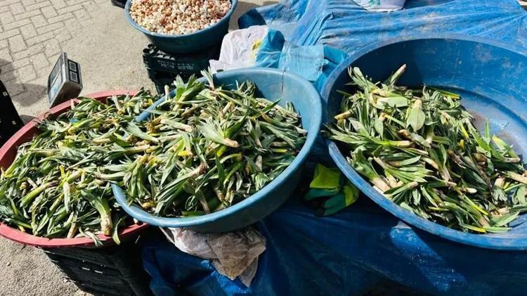 Doğada kendiliğinden yetişiyor kilogramı 300 TLden satılıyor: Toplayan paraya para demiyor