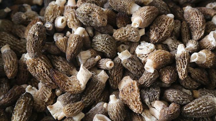 Dağ eteklerinden tek tek toplanıyor, kilosu 1000 TL Demir ve B12 depolarını fullüyor