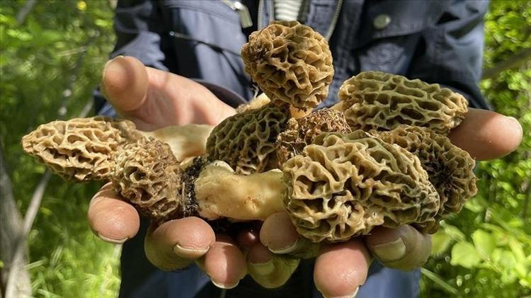 KUZU GÖBEĞİ MANTARININ FAYDALARI NELERDİR