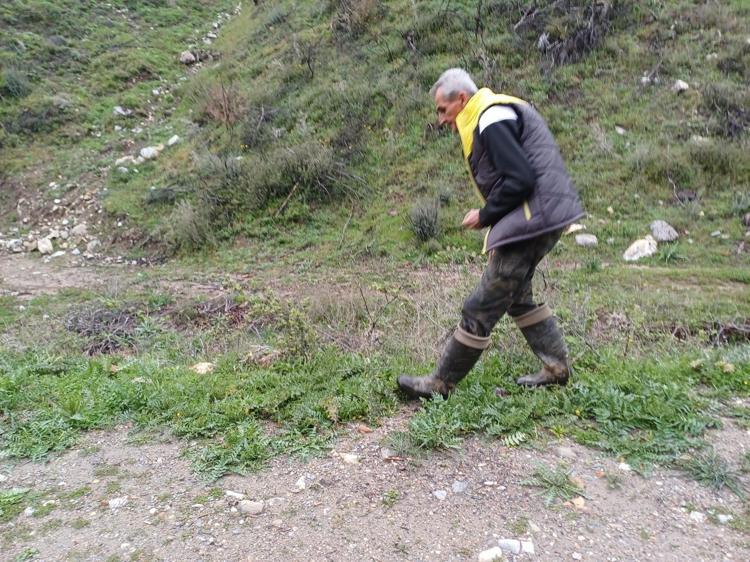 Gören seviniyor, bulan bırakmıyor Salihli’de doğada kendiliğinden yetişiyor