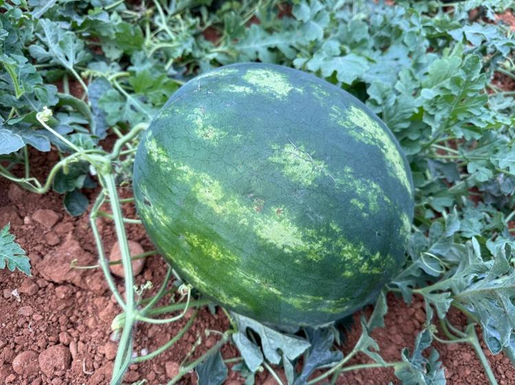 Antalyada hasat için geri sayım başladı Kış karpuzu sofralardaki yerini bulacak