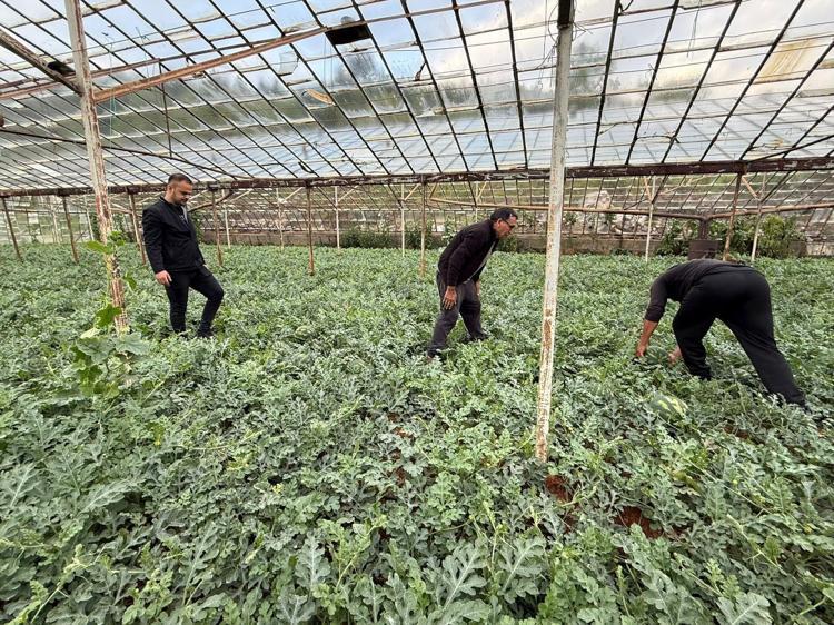 Antalyada hasat için geri sayım başladı Kış karpuzu sofralardaki yerini bulacak