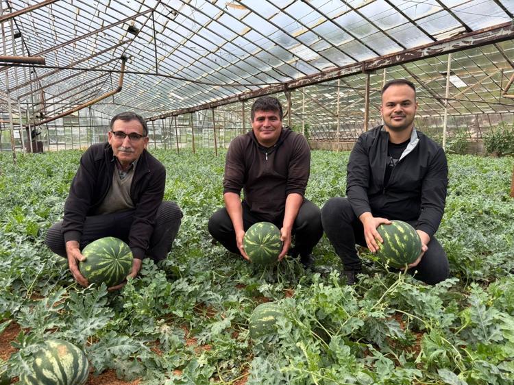 Antalyada hasat için geri sayım başladı Kış karpuzu sofralardaki yerini bulacak