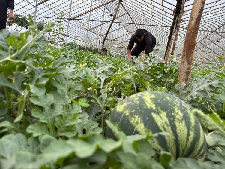 Antalyada hasat için geri sayım başladı Kış karpuzu sofralardaki yerini bulacak