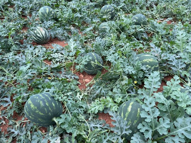 Antalyada hasat için geri sayım başladı Kış karpuzu sofralardaki yerini bulacak