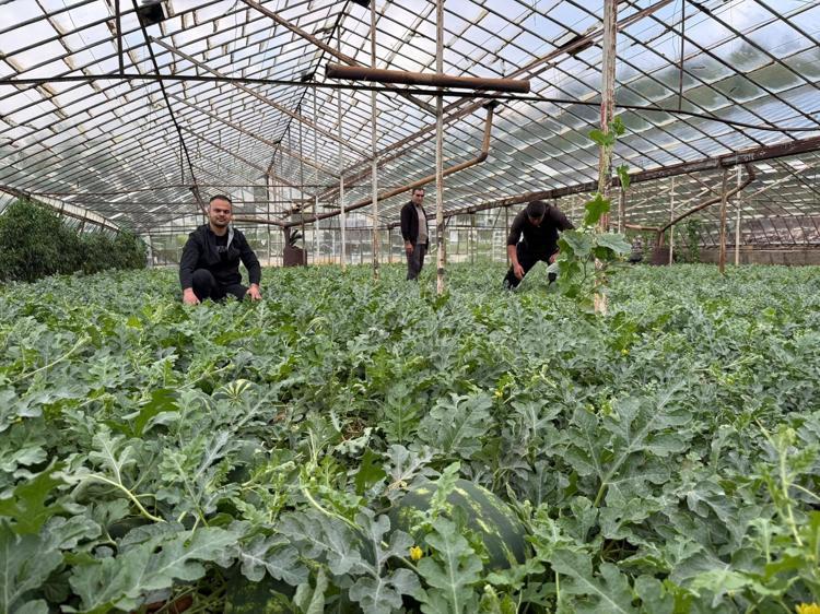 Antalyada hasat için geri sayım başladı Kış karpuzu sofralardaki yerini bulacak