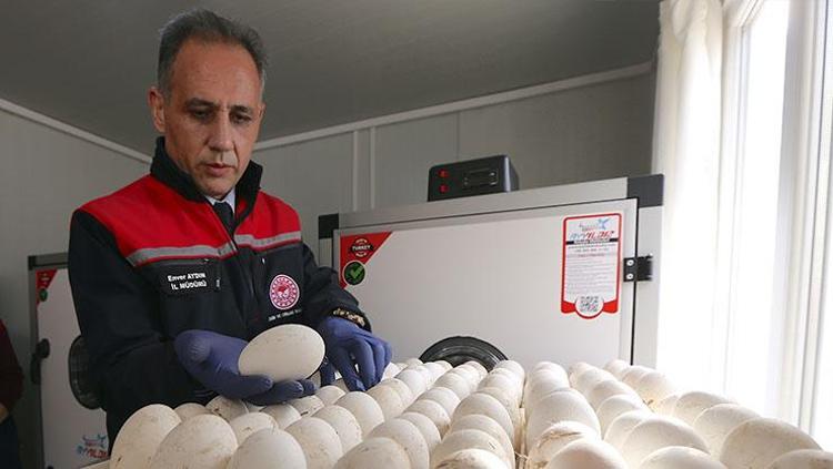 Kars’ta yerli üretim için dev adım Her şey 1500 yumurtayla başladı