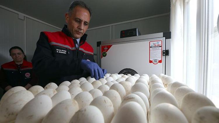 Kars’ta yerli üretim için dev adım Her şey 1500 yumurtayla başladı
