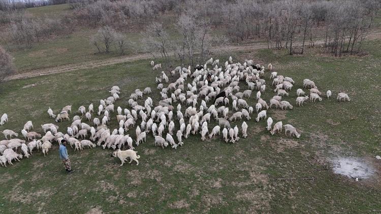 Tekstili bıraktı, zirveye ulaştı Yapamazsın dediler, 6 yılda 1300 keçiye sahip oldu