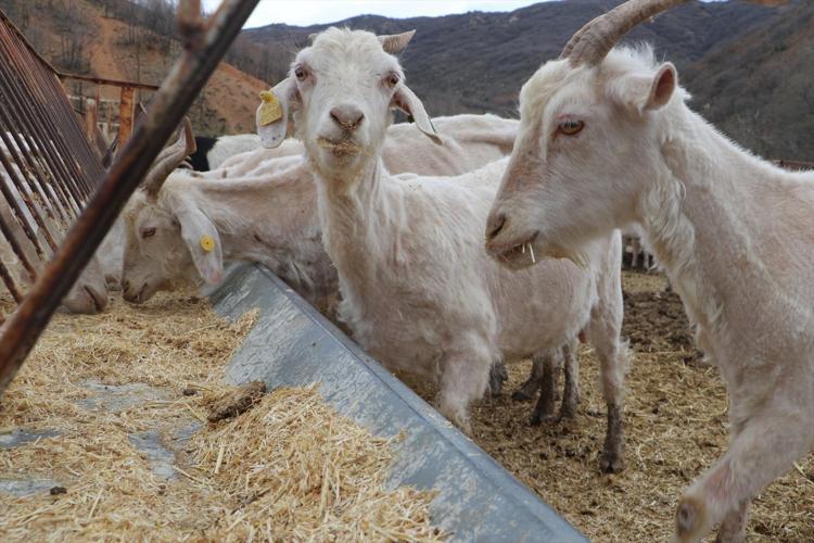 Tekstili bıraktı, zirveye ulaştı Yapamazsın dediler, 6 yılda 1300 keçiye sahip oldu