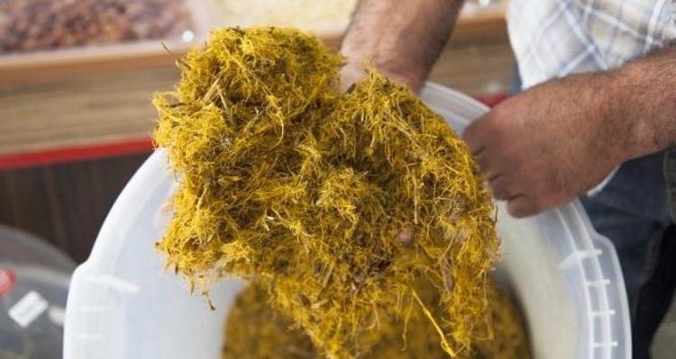 Geleneksel tıbbın şifa ambarı Bronşları rahatlatıyor, soğuk algınlığı semptomlarını hafifletiyor