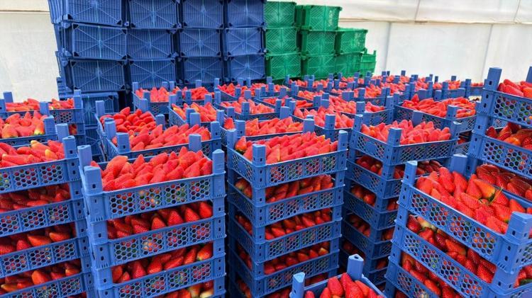 Serikten dünyaya kilo kilo satılıyor Almanyada öğrendi, Türkiyede hayata geçirdi: Modern serada üretiliyor, ihracatla ekonomiye katkı sağlıyor
