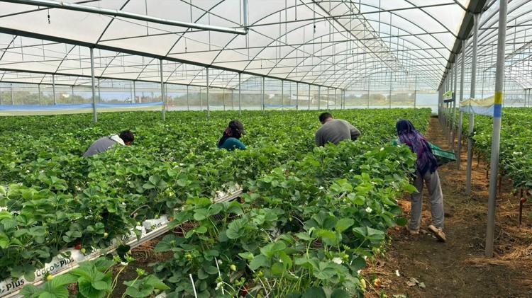 Serikten dünyaya kilo kilo satılıyor Almanyada öğrendi, Türkiyede hayata geçirdi: Modern serada üretiliyor, ihracatla ekonomiye katkı sağlıyor