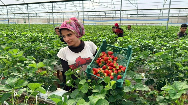 Serikten dünyaya kilo kilo satılıyor Almanyada öğrendi, Türkiyede hayata geçirdi: Modern serada üretiliyor, ihracatla ekonomiye katkı sağlıyor