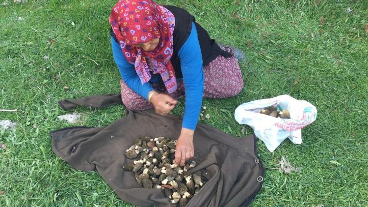 Doğada kendiliğinden yetişiyor Halk arasında göbek olarak biliniyor: Kilosu bin 500 liradan satılıyor