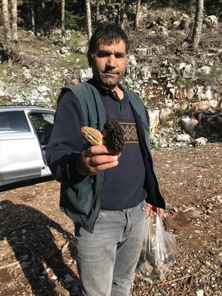 Doğada kendiliğinden yetişiyor Halk arasında göbek olarak biliniyor: Kilosu bin 500 liradan satılıyor