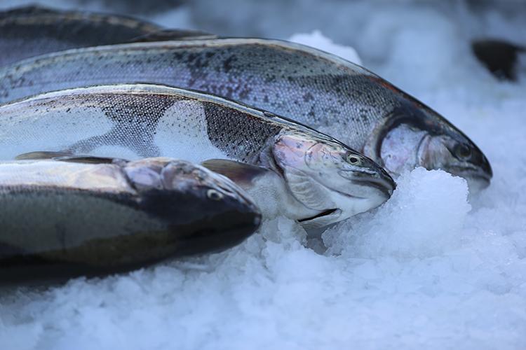 Yasağa son 3 gün kaldı Tezgahta kilosu 200 TLden başlayıp kapış kapış gidiyor: D vitamini, kalsiyum ve omega 3 zengini