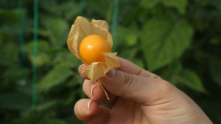 Küçük sağlık deposu meyve Avuç avuç yiyince kan şekerini dengeleyip şekerin aniden fırlamasını önlüyor, C vitamini depolarını fullüyor