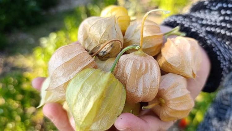 Küçük sağlık deposu meyve Avuç avuç yiyince kan şekerini dengeleyip şekerin aniden fırlamasını önlüyor, C vitamini depolarını fullüyor