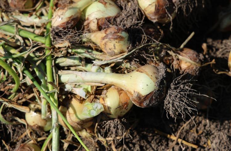 Doğal antibiyotikte turfanda hasat başladı Kilosuna 15 TL fiyat bekleniyor, kışlığı ise kilosu 3 TLden satılıyor