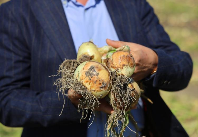 DÖNÜME 3-4 TON VERİM