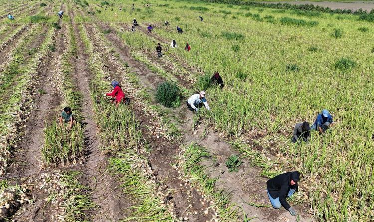 Doğal antibiyotikte turfanda hasat başladı Kilosuna 15 TL fiyat bekleniyor, kışlığı ise kilosu 3 TLden satılıyor