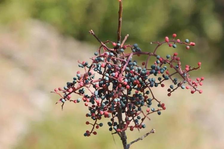 Meğer her derde devaymış Unutulmaya yüz tutan bu besin geri dönüyor: Görenler eskiden ne çok yerdik diyor