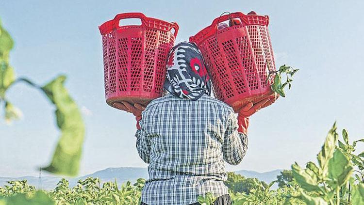 ​Mevsimlik işçiye tazminat piyangosu 6 ay çalışana 3 yıllık hak doğuyor
