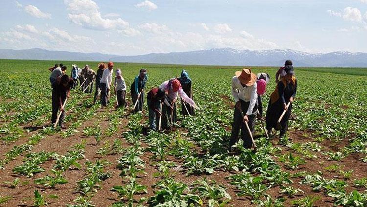 ​Mevsimlik işçiye tazminat piyangosu 6 ay çalışana 3 yıllık hak doğuyor