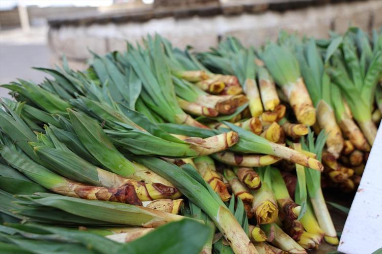 Dağlardan gelen şifa tezgaha düştü Kilosu 100 TL: Talep patlaması yaşandı