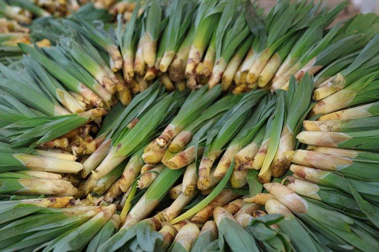Dağlardan gelen şifa tezgaha düştü Kilosu 100 TL: Talep patlaması yaşandı