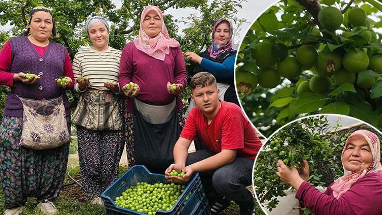 Açıkta hasadı başladı, kilosu 200 TLye kadar düştü Kolesterolü damardan silip atıyor