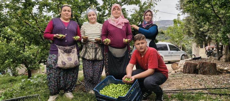 8 BİN 500 TON ÜRETİM BEKLENİYOR