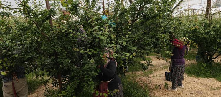 Açıkta hasadı başladı, kilosu 200 TLye kadar düştü Kolesterolü damardan silip atıyor