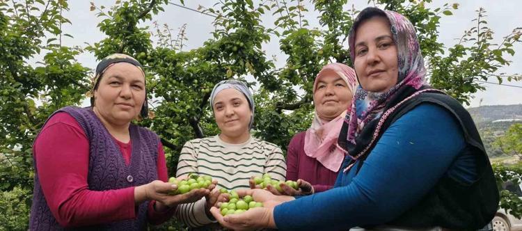 HEDEF: 8 BİN 500 TON REKOLTE