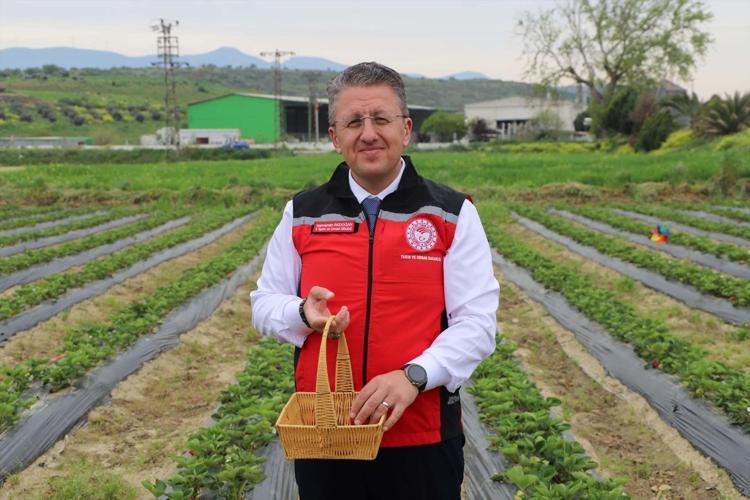 İzmirde hasadı başladı 3 üreticiyle başladı, 7 kadına ulaşmayı başardı