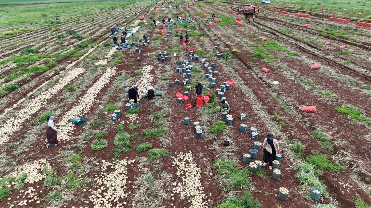 Suriye sınırında hasadı başladı Kilosu 25 TL: Doğal antibiyotik olarak biliniyor, 70 derdin devası