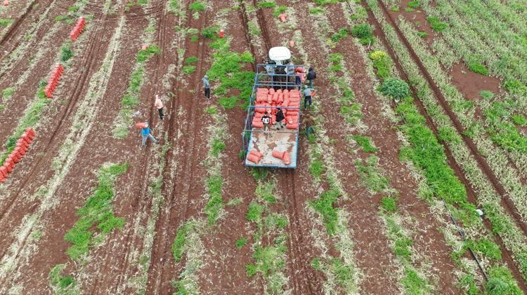 Suriye sınırında hasadı başladı Kilosu 25 TL: Doğal antibiyotik olarak biliniyor, 70 derdin devası