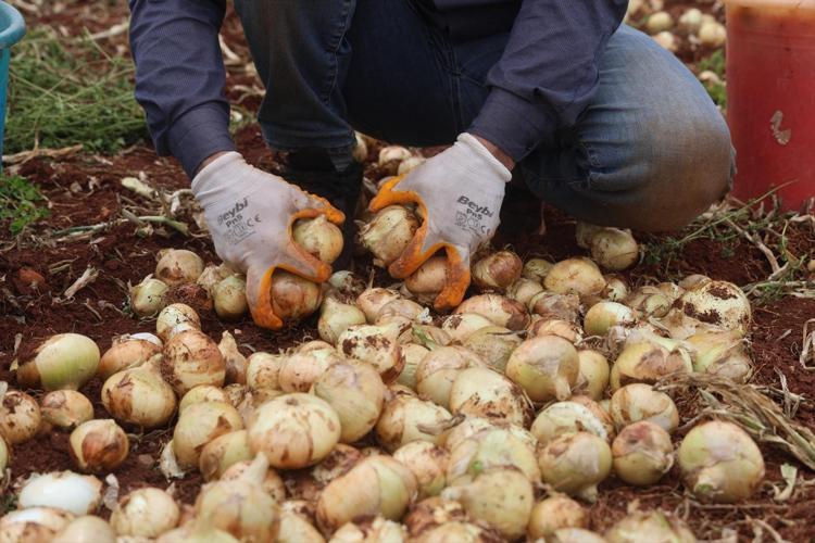 Suriye sınırında hasadı başladı Kilosu 25 TL: Doğal antibiyotik olarak biliniyor, 70 derdin devası