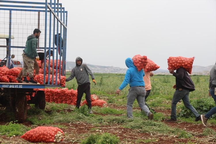 Suriye sınırında hasadı başladı Kilosu 25 TL: Doğal antibiyotik olarak biliniyor, 70 derdin devası